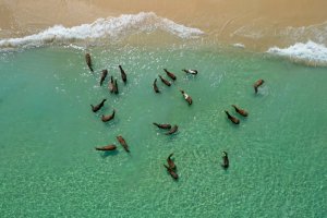 Indonesia: caballos salvajes de la isla de Sumba junto al océano Índico