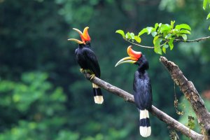 Indonesia: cálao rinoceronte en los bosques de Sumatra