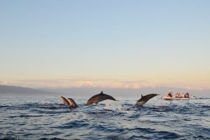 Indonesia: avistamiento de delfines al amanecer en la playa de Lovina, Bali