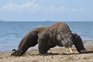 Indonesia: dragón de Komodo en su hábitat protegido del Parque Nacional de Komodo