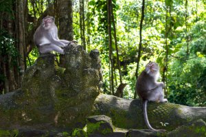 Indonesia: dos monos en el santuario Monkey Forest de Bali
