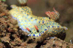 Indonesia: nudibranquio Hypselodoris kanga en las aguas de Seraya, Bali
