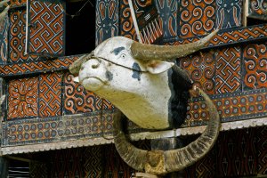 Indonesia: cabeza de búfalo tallada en una casa toraja de Kete Kesu, Tana Toraja