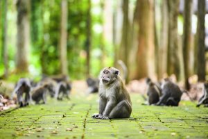 Indonesia: un macaco de cola larga en el Bosque de los Monos de Ubud, Bali