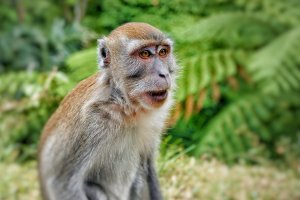 Indonesia: retrato de un macaco de cola larga en la selva tropical de Sumatra
