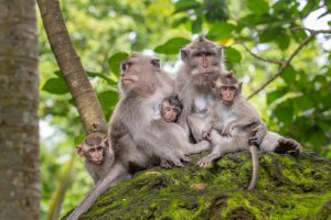 Indonesia: macacos en el Santuario del Bosque de los Monos de Ubud, Bali