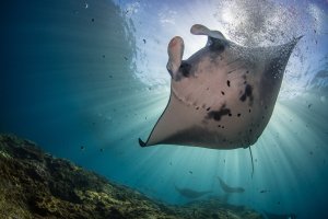 Indonesia: mantarraya bajo las aguas de Nusa Penida, Bali