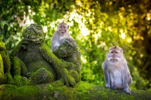 Indonesia: mono en el Bosque de los Monos de Ubud, Bali