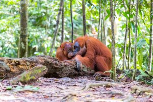 Indonesia: orangután en la selva tropical del Parque Nacional Gunung Leuser, Sumatra