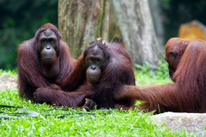 Indonesia: orangután de Sumatra
