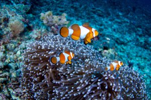 Indonesia: familia de peces payaso entre anémonas en Gili Trawangan, Lombok