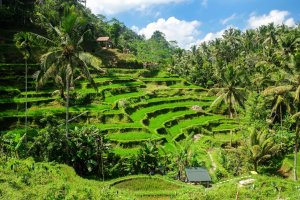 Indonesia: terrazas de arroz en Ubud, Bali
