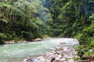 Indonesia: río Bohorok a su paso por Bukit Lawang, Sumatra