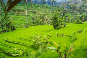 Indonesia: terrazas de arroz verde intenso en Sidemen, Bali