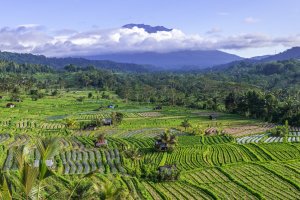Indonesia: arrozales del valle de Sidemen con el monte Agung al fondo en Bali