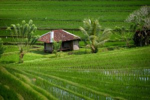 Indonesia: espectaculares terrazas de arroz en el pueblo de Belimbing, Bali