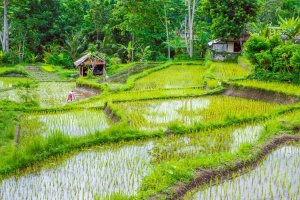 Indonesia: cabaña entre las verdes terrazas de arroz de Sidemen, Bali