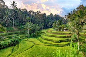 Indonesia: hermosas terrazas de arroz de Tegalalang en Bali