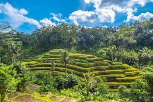 Indonesia: campos de arroz en Tegallalang, icono del paisaje rural balinés