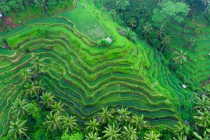 Indonesia: vista aérea de las terrazas de arroz y palmeras en Ubud, Bali