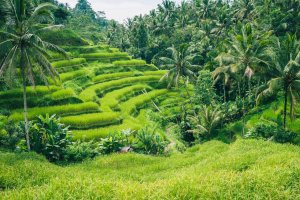 Indonesia: arrozales escalonados de Tegalalang entre colinas tropicales de Bali