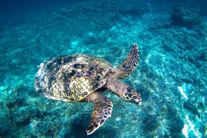 Indonesia: tortuga marina en las aguas cristalinas de las islas Gili
