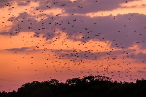 Indonesia: miles de zorros voladores al anochecer en el Parque Nacional de Komodo