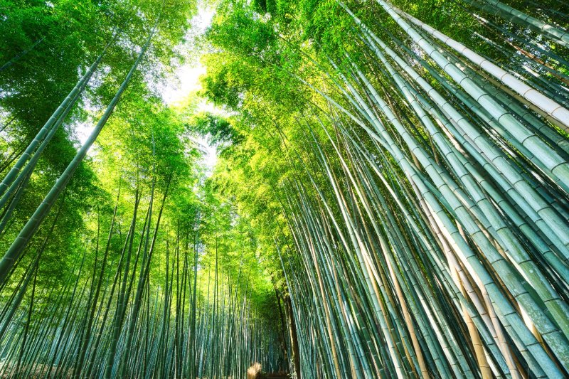 Japón: el bosque de bambú de Arashiyama en Kioto