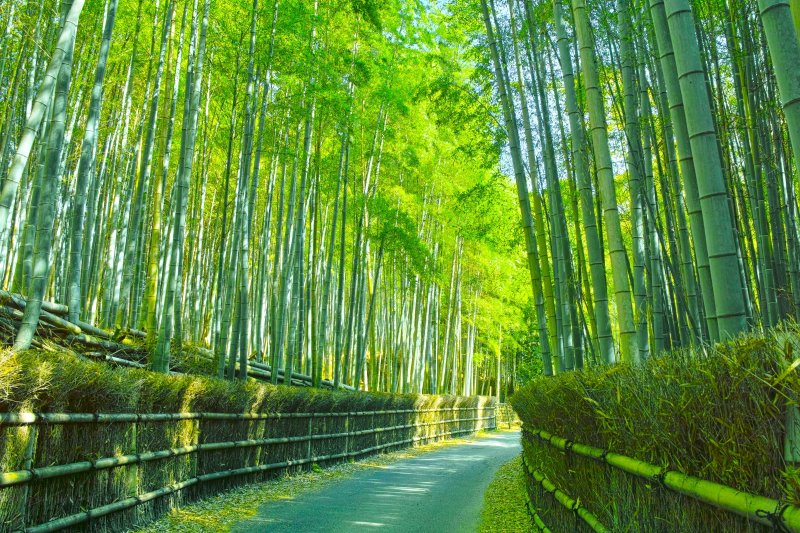 Japón: sendero entre los bosques de bambú de Kioto