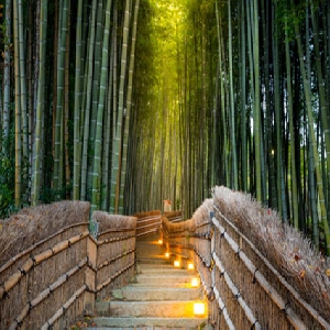 Bosque de bambú Arashiyama