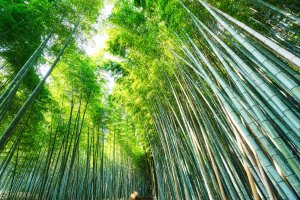 Japón: el bosque de bambú de Arashiyama en Kioto