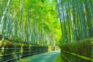 Japón: sendero entre los bosques de bambú de Kioto