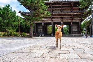 Japón: ciervos en libertad frente al templo Todai-ji de Nara