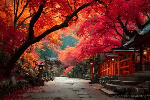 Japón: el otoño japonés en su expresión más serena y majestuosa