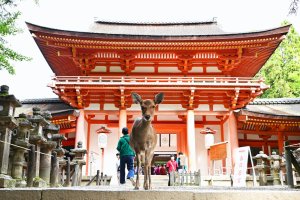 Japón: ciervos sagrados junto al santuario Kasuga Taisha en Nara