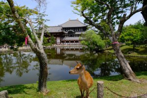 Japón: ciervos sagrados frente al templo T?dai-ji, Nara