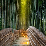 Bosque de bambú Arashiyama