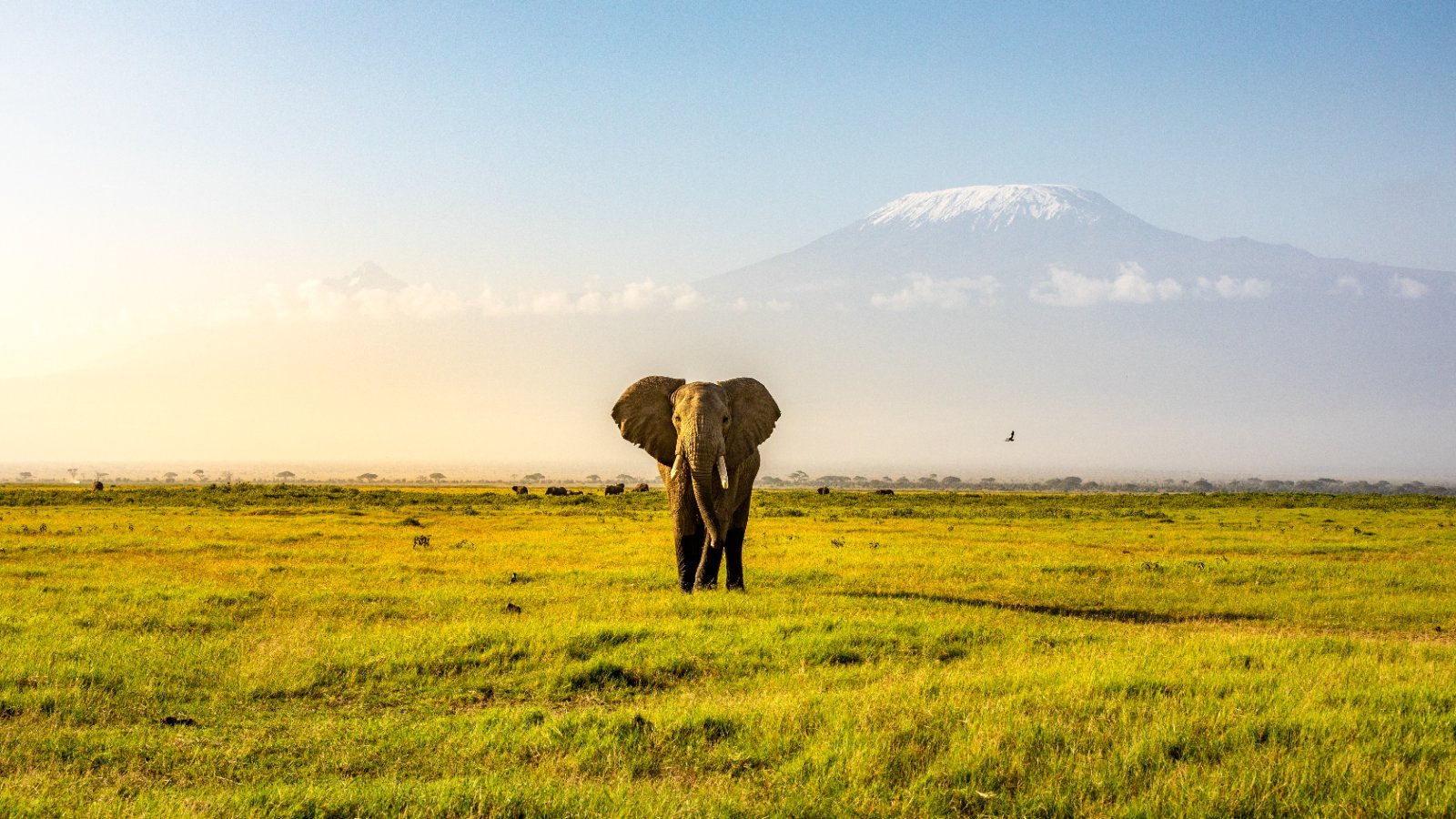 Viaje a Kenia y Egipto: safari en los parques y crucero de lujo por el Nilo en 17 días