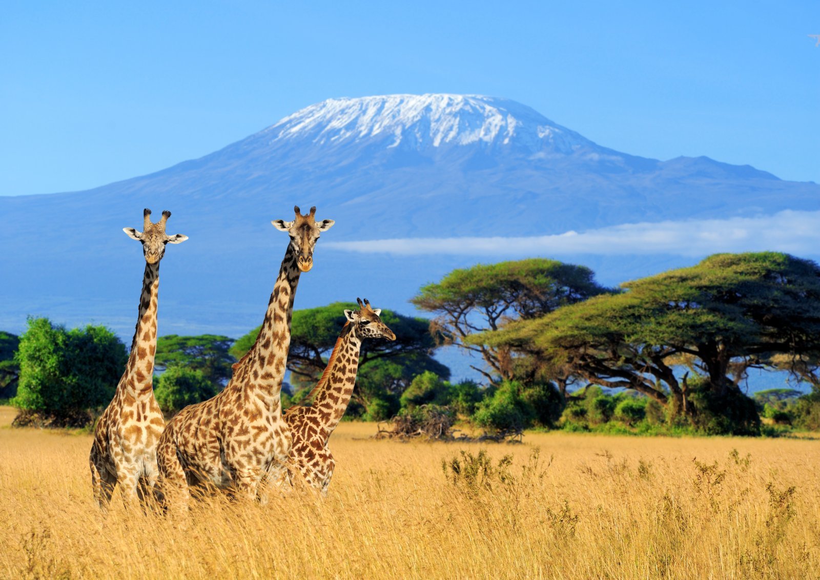 Viaje a Kenia safari por sus Parques Nacionales en 10 Días
