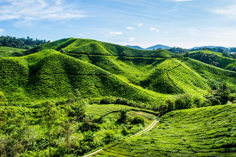 Malasia: terrazas de té en las tierras altas de Cameron