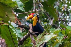 Malasia: cálao rinoceronte junto al río en Borneo
