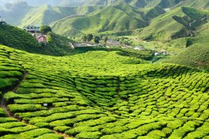 Malasia: colinas verdes cubiertas de té en Cameron Highlands