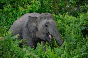Malasia: elefante pigmeo de Borneo junto al río Kinabatangan