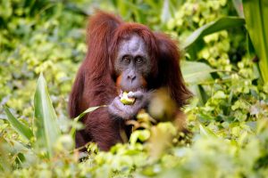 Malasia: un orangután de Borneo en su hábitat natural