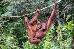 Malasia: madre y cría de orangután en el centro de rehabilitación de Sepilok