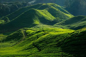 Malasia: plantaciones de té en las colinas de Cameron Highlands