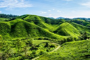 Malasia: terrazas de té en las tierras altas de Cameron