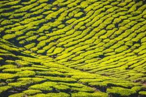 Malasia: colinas cubiertas de plantaciones de té en Cameron Highlands