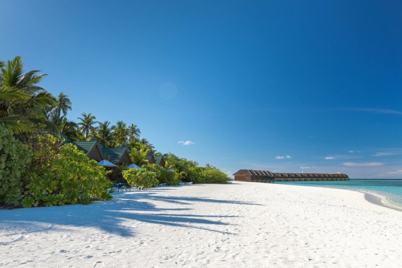 Maldivas: contraste entre las palmeras y la arena blanca de Meeru Maldives