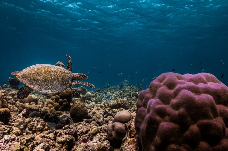 Maldivas: fondos marinos alrededor de Sun Siyam Olhuveli